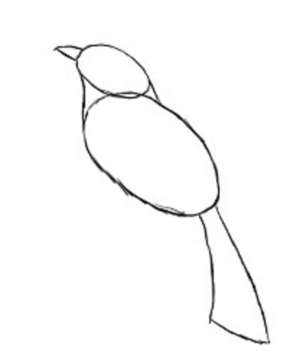 как рисовать перья птиц