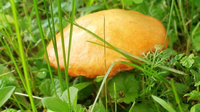 Козлёнок гриб съедобный или нет. Грибы «козлята» (козляки): описание и способы приготовления
