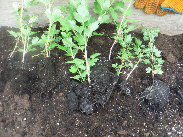 Как правильно выращивать крыжовник в открытом грунте?