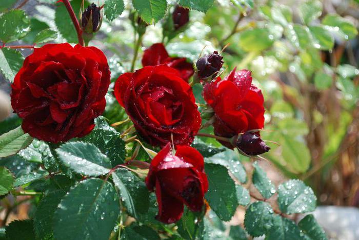 Уход за розами летом — полив, подкормка, обработка и прочие нюансы