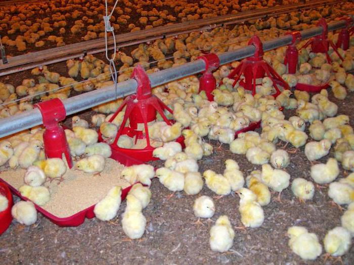 Выращивание цыплят в домашних условиях для начинающих. Доращивание бройлеров. Доращивание цыплят. Бройлер для цыплят бройлеров. Выращивание цыплят бройлеров.