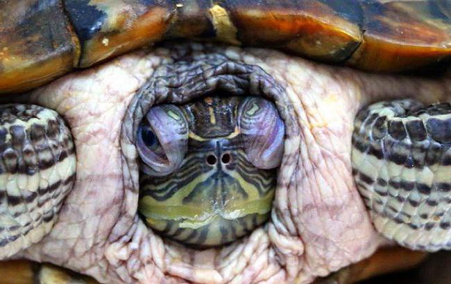 Болезни панциря у красноухой черепахи фото thumbnail