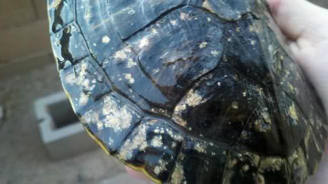 Болезни красноухой черепахи и их симптомы thumbnail