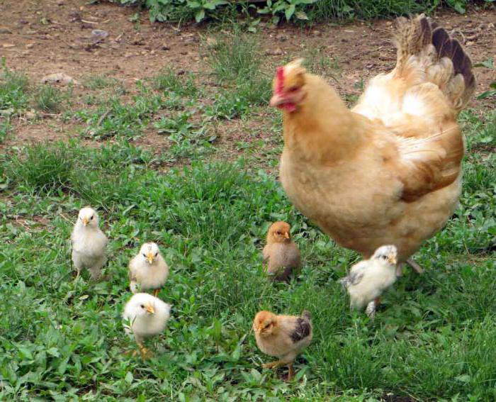 сколько курица высиживает яйца до цыпленка