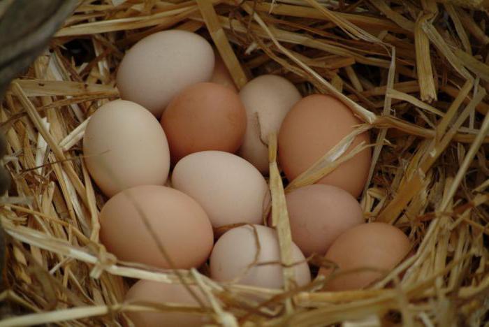 сколько высиживают яйца куры