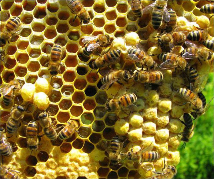 выведение матки пчелы