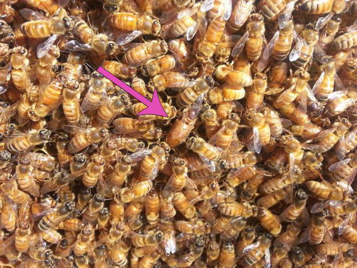  сколько живет матка пчелы