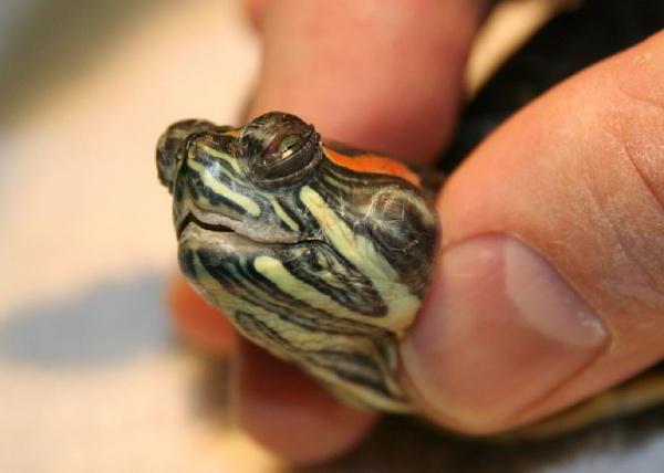 какие болезни переносят красноухие черепахи