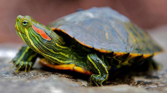 черепаха красноухая условия содержания корм и болезни