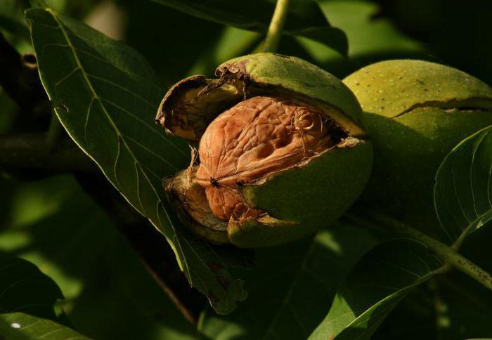 зеленый грецкий орех полезные свойства 