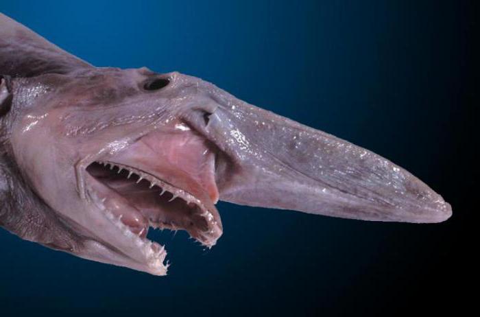 Глубоководная акула