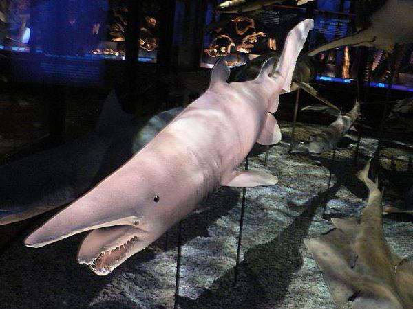 Размеры акул