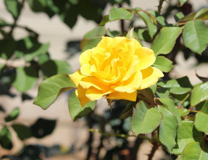 бордюрная роза размножение 