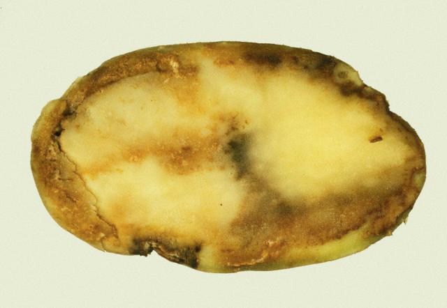 болезнь картофеля фитофтороз