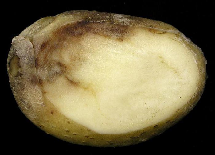 фитофтороз картофеля
