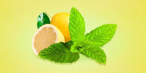 мята лимонная полезные свойства