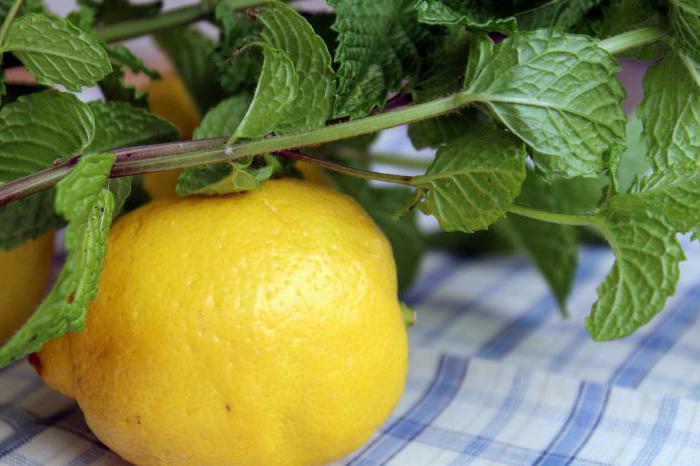 мята лимонная полезные свойства и противопоказания 