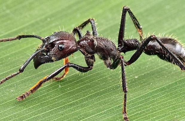 укус муравья лечение