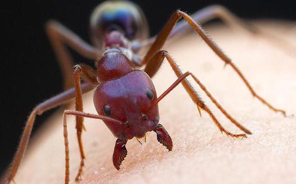 опасен ли укус муравья