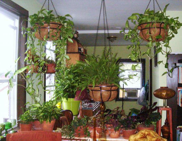 Комнатные Растения Мужегоны Фото