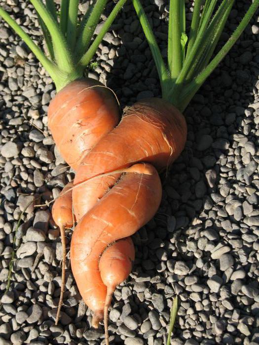 ксак посадить морковь чтобы не прореживать