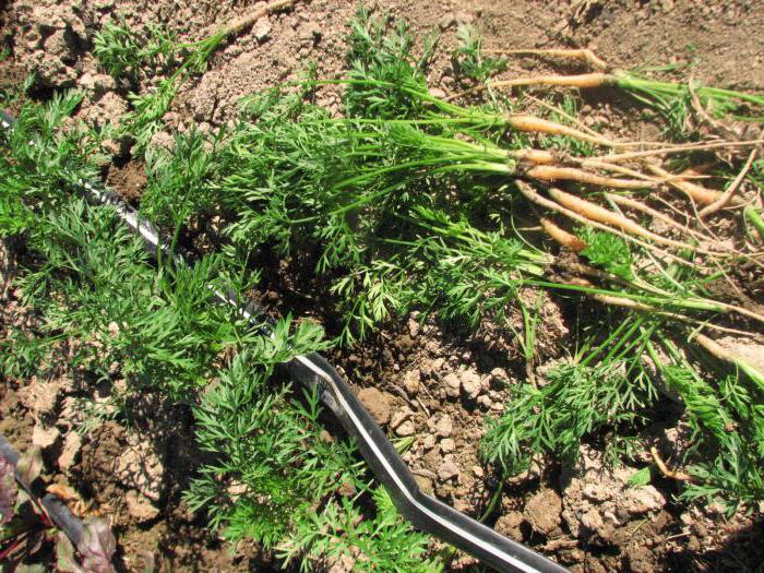как сеять морковь чтобы не прореживать