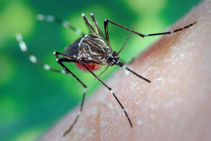Аллергия на комариные укусы