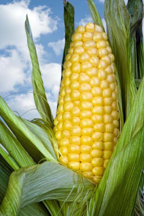 сколько калорий в початке кукурузы