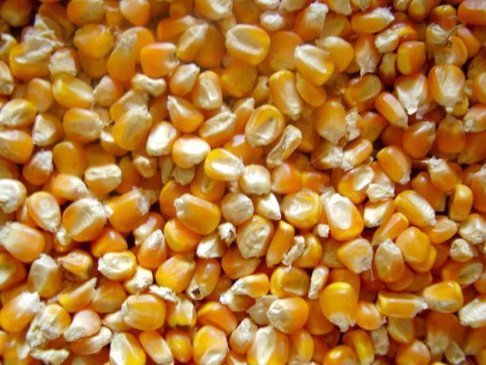 сколько калорий в молодой кукурузе