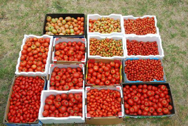 томаты уход за рассадой 