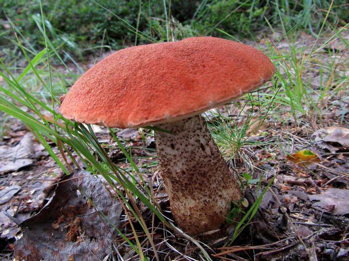 гриб красноголовик фото