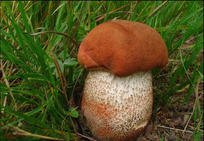 красноголовики грибы