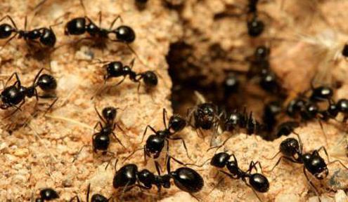 чем обработать от муравьев