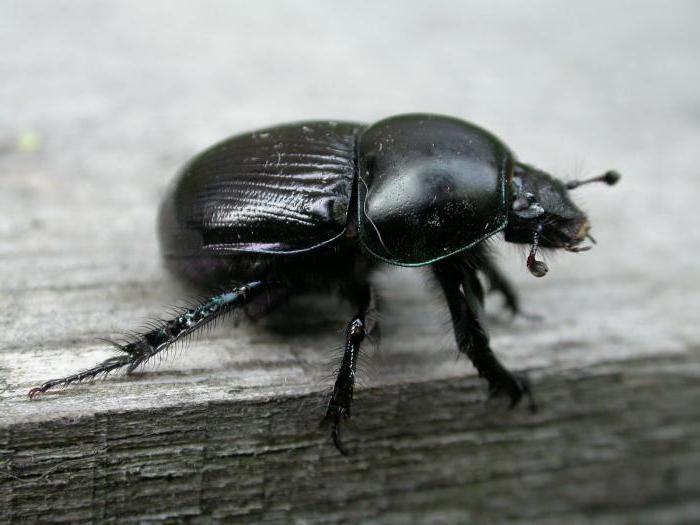 мохнатая бронзовка блестящий черный жук