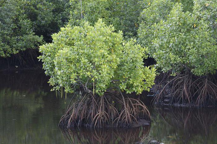 мангровое дерево вечнозеленое 