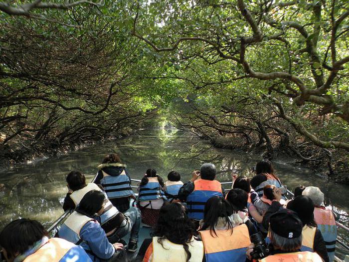 мангровое дерево где растет 