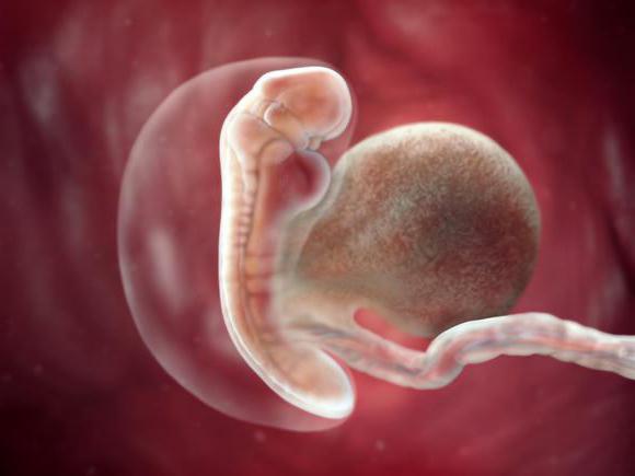 размер эмбриона в 8 недель