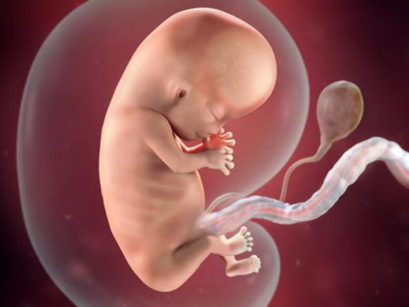 размер эмбриона по неделям фото