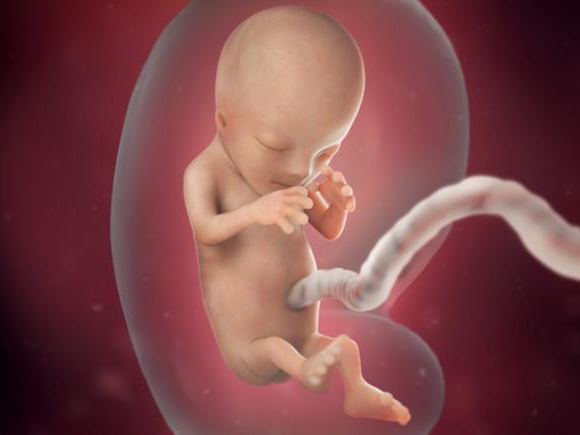 размер эмбриона по неделям беременности