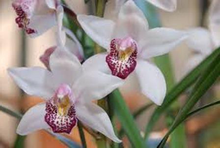 орхидея прекрасная