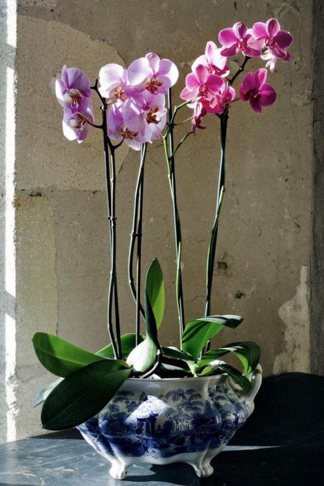 можно ли пересаживать цветущую орхидею фаленопсис