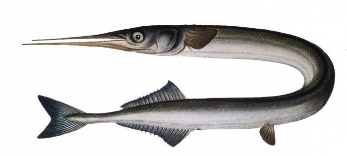 Пилькер для морской рыбалки на саргана - В чем разница, плюсы и минусы