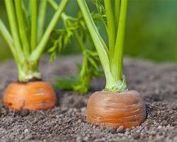 как проредить морковь на грядке 