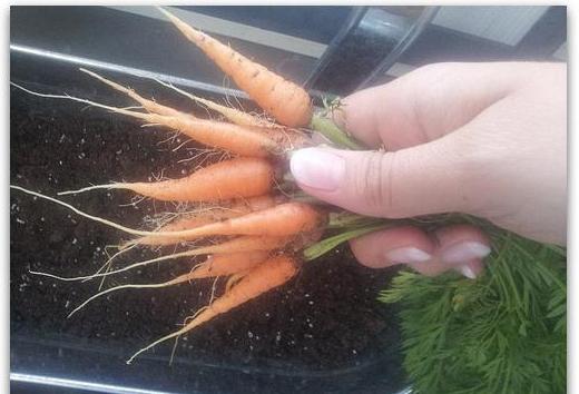 как проредить морковь можно ли ее пересадить 
