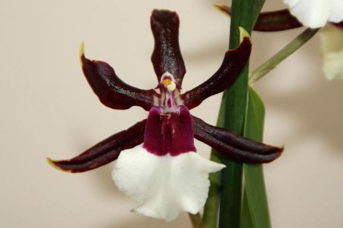орхидея камбрия фото