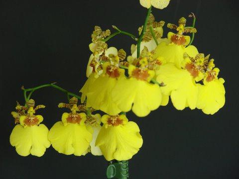 орхидея камбрия размножение