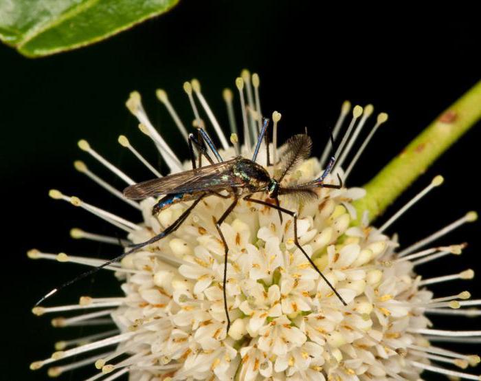 Чем питаются самцы комаров 