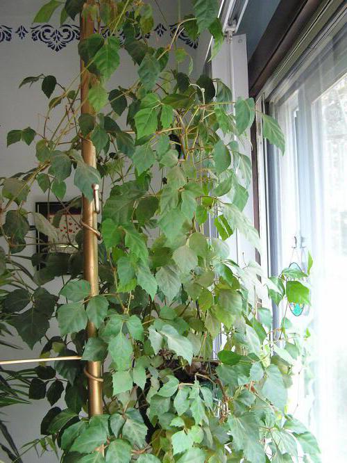 березка комнатное растение можно ли держать дома