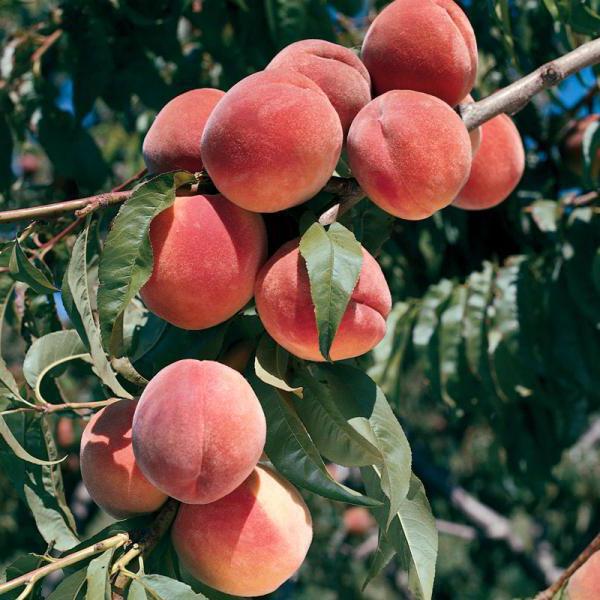 Как вырастить персик 