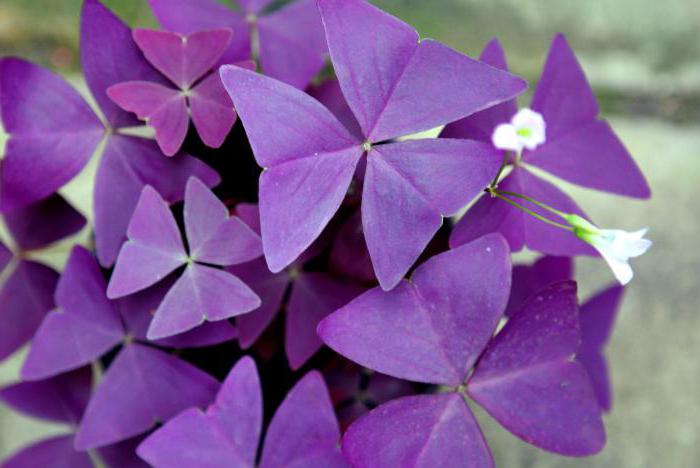 Цветок с треугольными фиолетовыми листьями